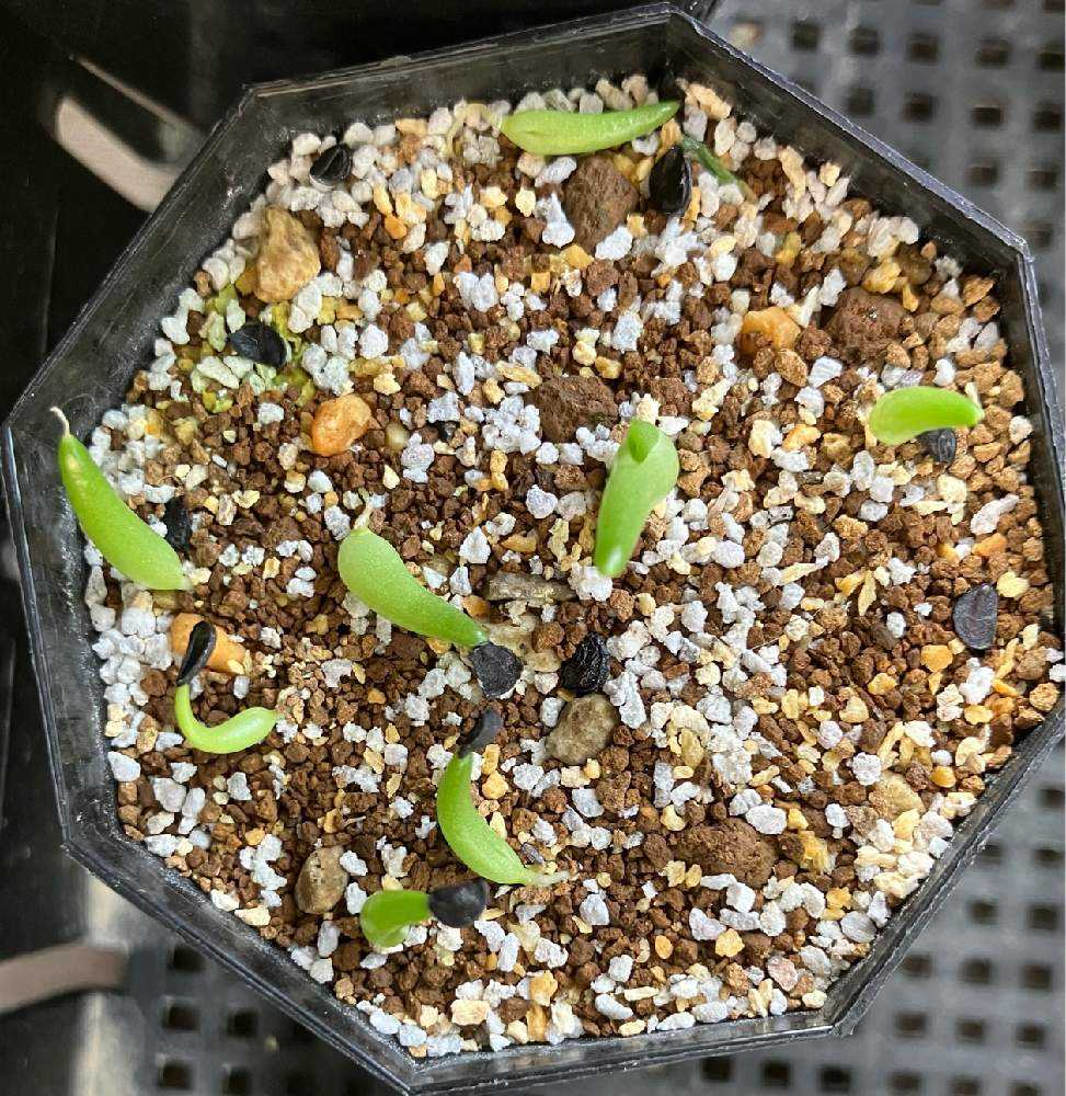 アガベの実生|🍀GreenSnap(グリーンスナップ) アガベの実生|🍀GreenSnap(グリーンスナップ)