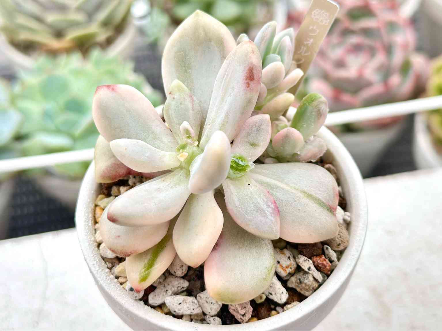 ウォルファ美人錦の一覧｜🍀GreenSnap（グリーンスナップ）