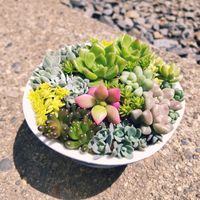 斑入りタイトゴメ,ビアホップ ,姫秀麗,レモータ,黄金細葉万年草の画像