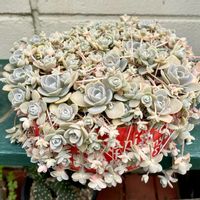 子持ち蓮華,多肉植物,爆増え,植物のある暮らし,リメ缶の画像