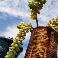 ビアホップ ,広島出張所,多肉植物,HTC,休日の画像