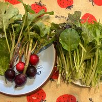 ラディッシュ,シソ,ベビーリーフ,水菜,パセリの画像