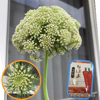 ハバネロ,ハバネロのプランター栽培の画像