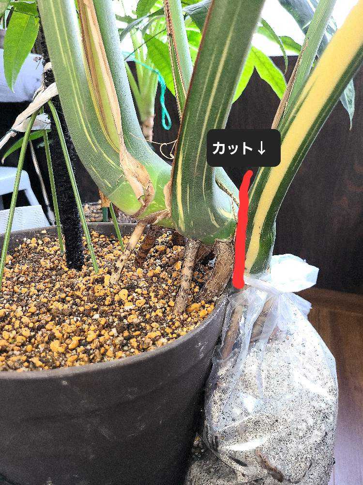 モンステラ デリシオーサ 根上がり仕立て(9月12日更新｜🍀GreenSnap