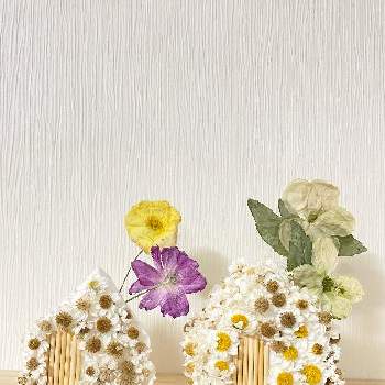 花かんざし,ラナンキュラス　ラックス,クリスマスローズ,押し花,夜なべっこの画像