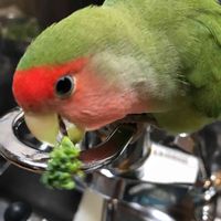 ブロッコリー,ナミビア原産,コザクラインコ　森の画像