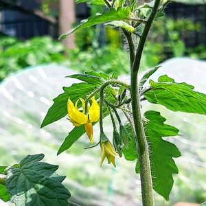 植物のある暮らし,肥料,プランター栽培,ベランダ菜園,露地栽培の画像