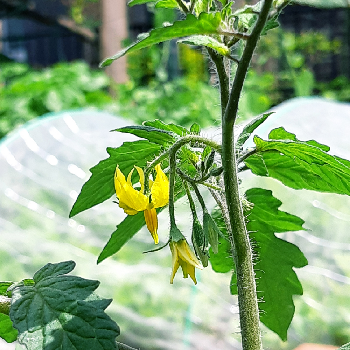 自然暮らし,植物のある暮らし,自然のある暮らし,ミニトマト栽培,家庭菜園の画像