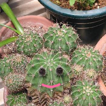 サボテン,サボテン☆,サボテンの花,サボテン科,花芽の画像