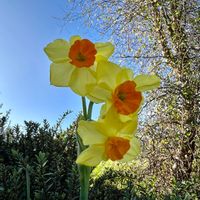 スイセン,ニュージーランド,黄色いお花,我が家の庭♡の画像