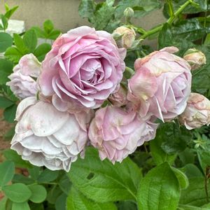バラ　プロローグ,ガーデニング,フロントガーデン,春の庭,ばら バラ 薔薇の画像