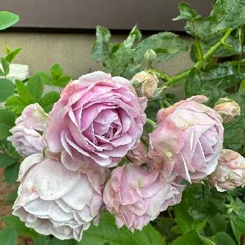 バラ　プロローグ,フロントガーデン,ばら バラ 薔薇,ガーデニング,春の庭の画像