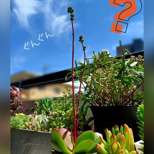 クラバータ,ダイソーの多肉植物,謎クラッスラ,DAISO産クラッスラ,多肉植物の画像