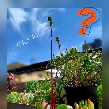 クラバータ,ダイソーの多肉植物,謎クラッスラ,DAISO産クラッスラ,多肉植物の画像