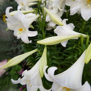 植中毒,植物マニア,白い花大好き,花コレクション,純白マニアの画像