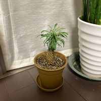 ソテツキリンの画像