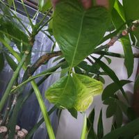 パキラ,大型観葉植物,理想の植木鉢,観葉植物好き,観葉植物のある暮らしの画像