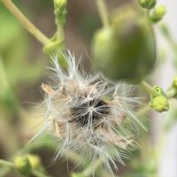 レタスの綿毛,リーフレタス,レタスの蕾,家庭菜園,つぼみの画像