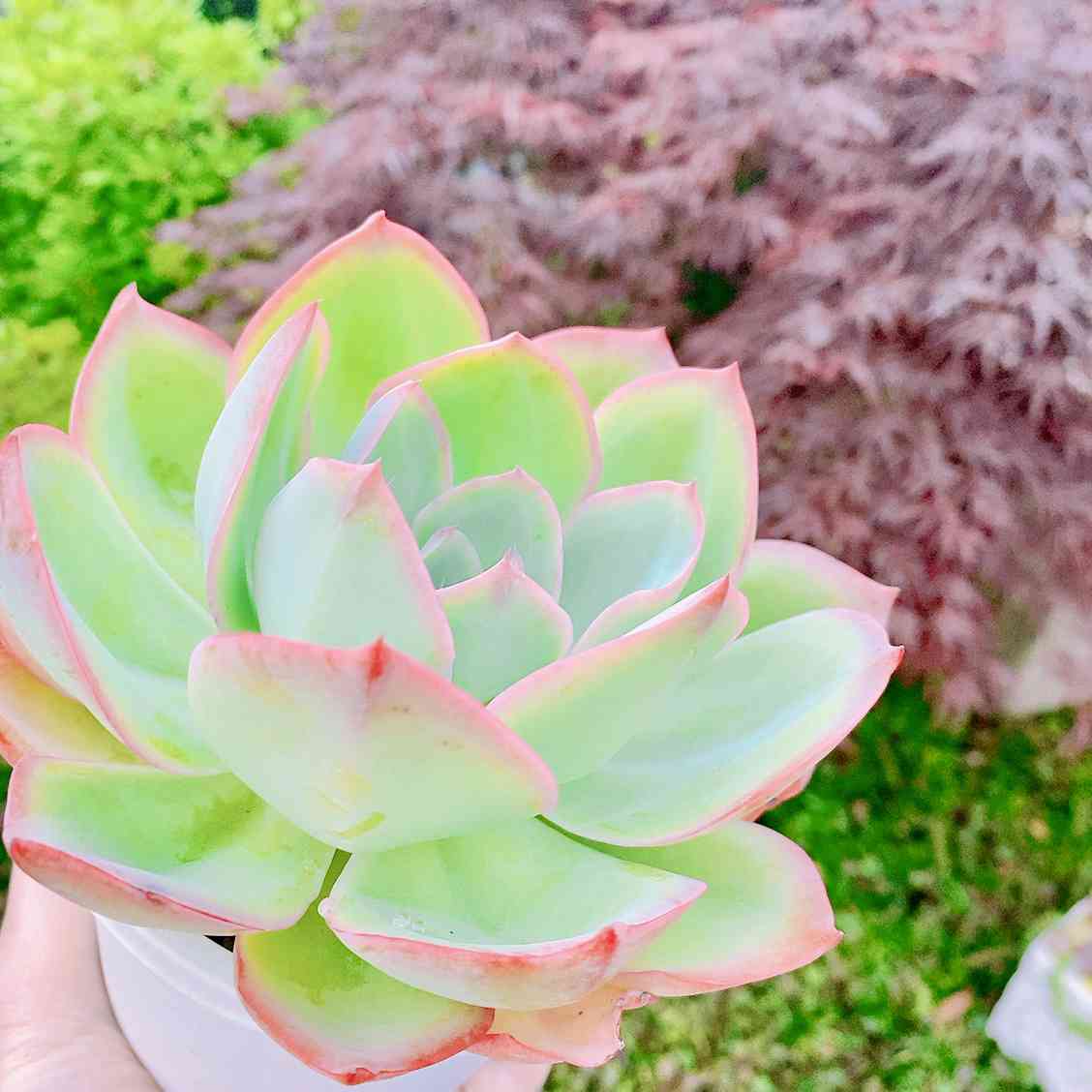 ネオンライト 多肉の一覧｜🍀GreenSnap（グリーンスナップ）