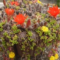 白檀,ヌビゲナム,サボテンの花,増やしたい子,多肉大好き(*´︶`*)❤︎の画像