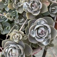 子持ち蓮華,多肉植物,コロナに負けない,世界に平和を,アプローチの画像