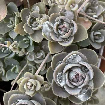 子持ち蓮華,多肉植物,コロナに負けない,世界に平和を,アプローチの画像