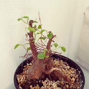 観葉植物,ガジュマル丸坊主,剪定,丸坊主,　ガジュマルの画像