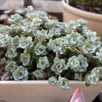 白雪ミセバヤ,多肉植物,コロナに負けない,世界に平和を,アプローチの画像