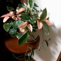 ホヤ・カルノーサ・リップカラー,ホヤ・カルノーサ,新緑の季節,葉っぱ隊,観葉植物の画像