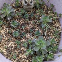 子持ち蓮華の画像