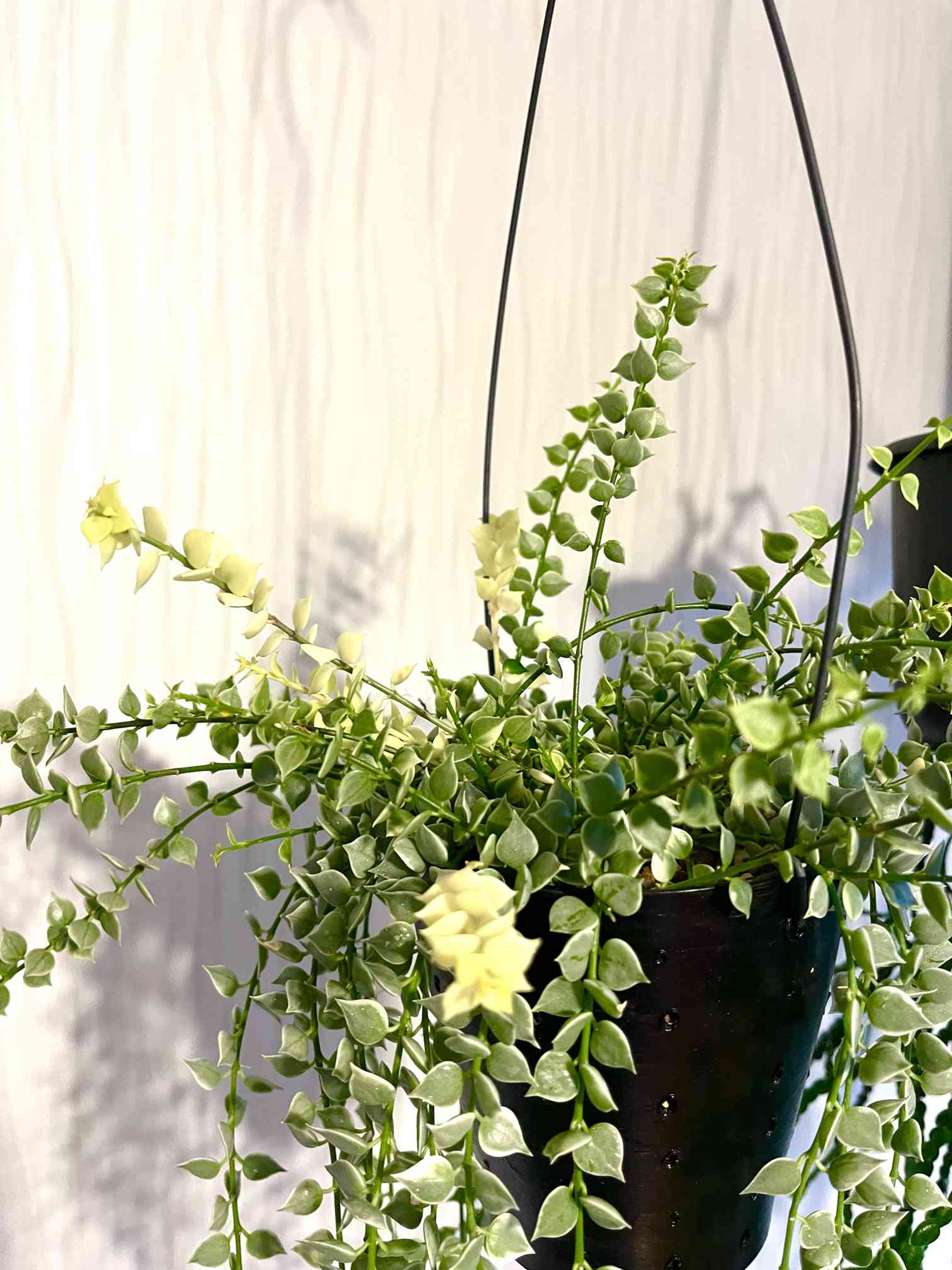 ディスキディア ミリオンハート｜🍀GreenSnap（グリーンスナップ）