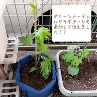 グリーンカーテン,ゴーヤ♫,#袋栽培,あばしゴーヤ♫の画像