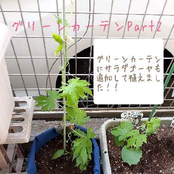 グリーンカーテン,ゴーヤ♫,#袋栽培,あばしゴーヤ♫の画像