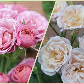 バラ,薔薇 いおり,薔薇 あおい,明日の花にできること〜優しい未来,半日陰の庭の画像