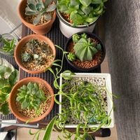ハオルチア,ユーフォルビア カメレオンヘルメット,三日月ネックレス,多肉植物の画像