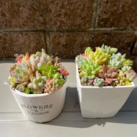 多肉植物,多肉植物初心者,葉挿し,多肉寄せ植え,小さな庭の画像