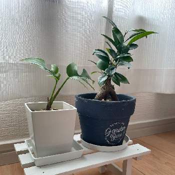 ガジュマル,ヒメモンステラ,観葉植物,葉っぱ好き♡,ダイソーの画像