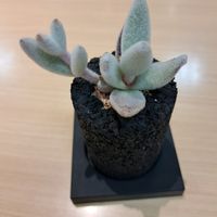 月兎耳の画像