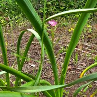 スイセン,アカバナユウゲショウ,アプローチの画像