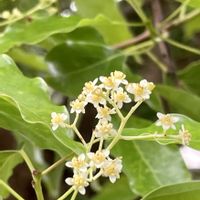 クスノキの花,クスノキ,クスノキ科,黄緑色の花,常緑高木の画像