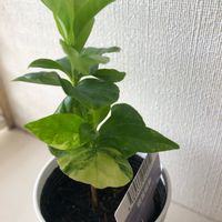 コーヒーの木,可愛い〜♡,ダイソー出身,観葉植物がスキ,ニューフェイスの画像