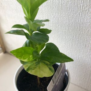 コーヒーの木,可愛い〜♡,ダイソー出身,観葉植物がスキ,ニューフェイスの画像
