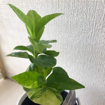 コーヒーの木,観葉植物を楽しむ,ニューフェイス,No  more war,GS日和の画像