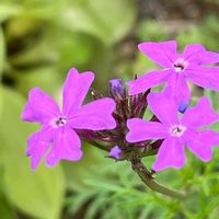 バーベナ,花壇,ガーデニング,山野草,クマツヅラ科の画像