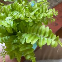 タマシダ,植欲が止まらないの画像