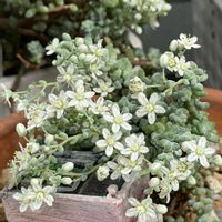 ブレビフォリウム,多肉植物,ばら バラ 薔薇,多肉の寄せ植え,多肉大好きの画像