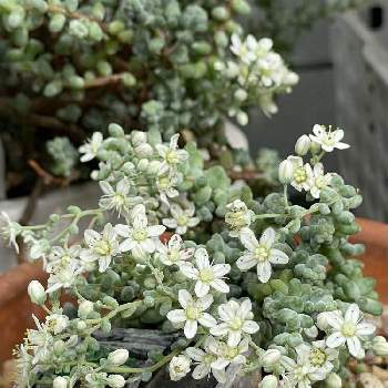 ブレビフォリウム,多肉植物,ばら バラ 薔薇,多肉の寄せ植え,多肉大好きの画像
