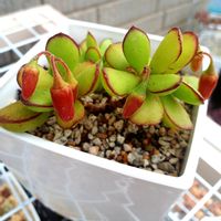 多肉植物,ゴルビュー花,元気に育て♡,多肉の花芽,コチレドン属の画像