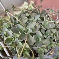 子持ち蓮華の画像
