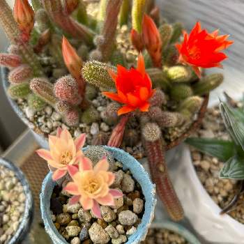 白檀,黄花白檀,多肉中毒,多肉植物,タニパトの画像
